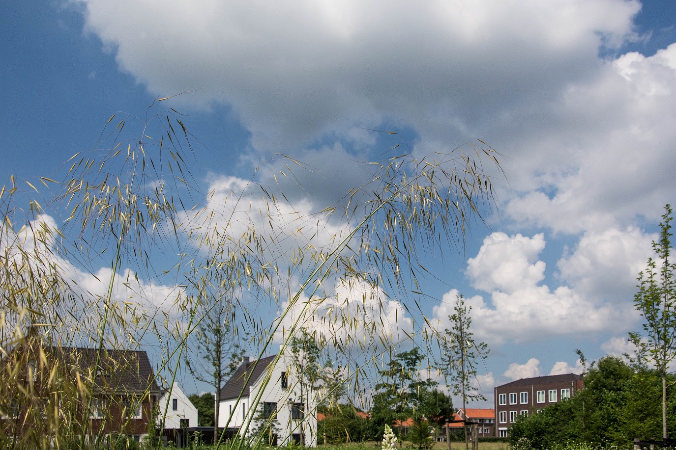 Welke grassoort is dit?